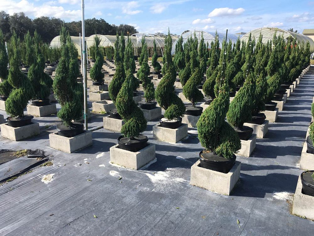 juniperus-chinensis-blue-point-topiary-chinese-juniper