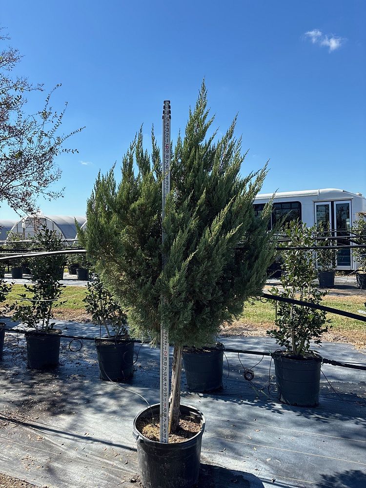 juniperus-chinensis-blue-point-topiary-chinese-juniper