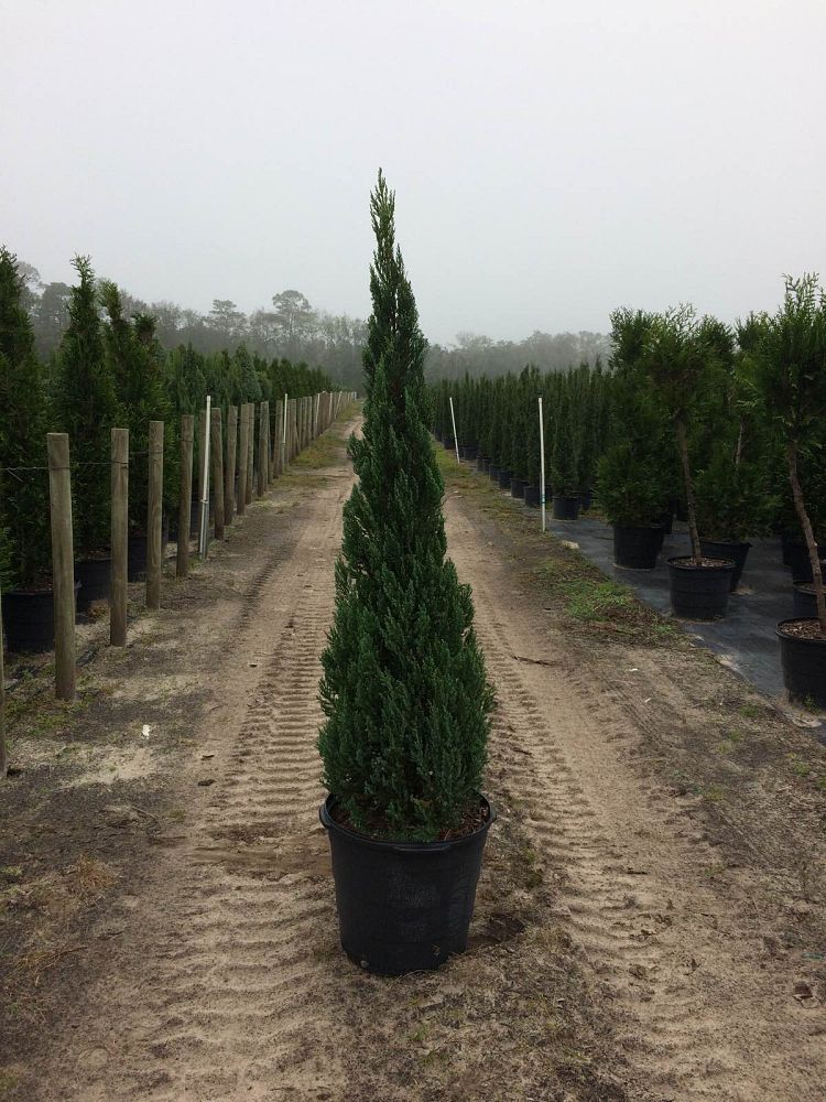 juniperus-chinensis-blue-point-topiary-cone-chinese-juniper