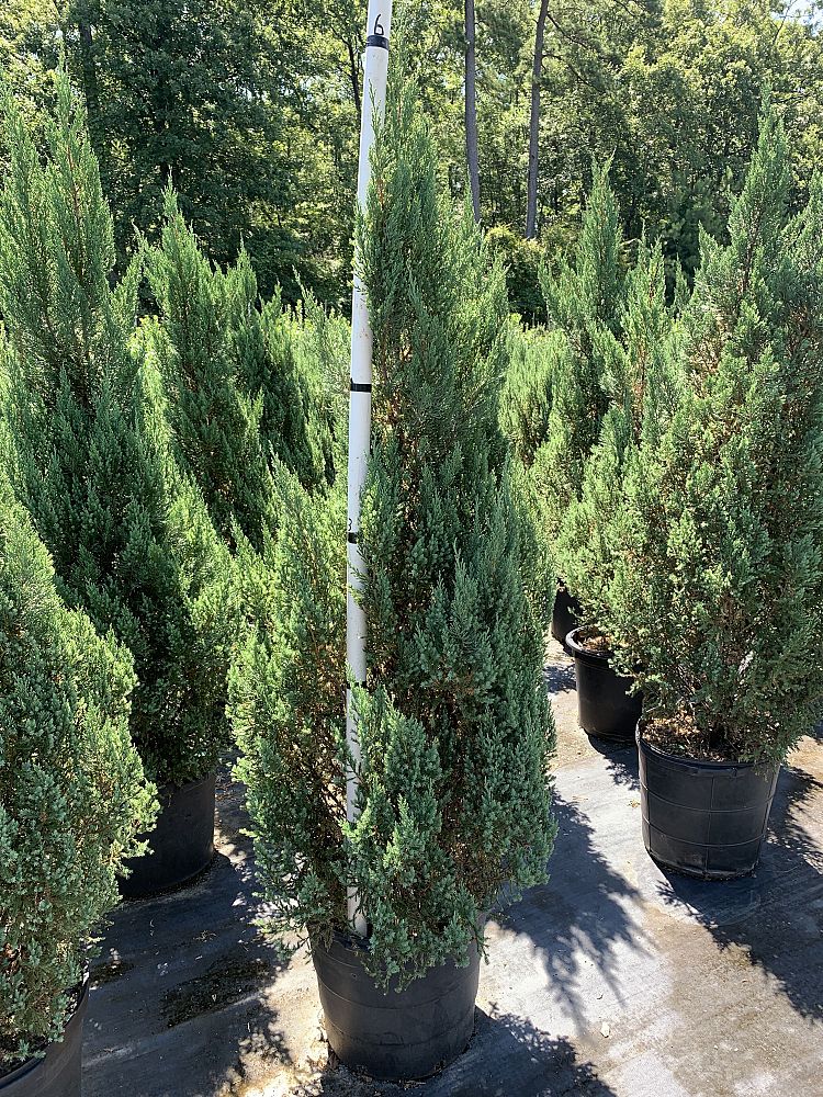 juniperus-chinensis-blue-point-topiary-cone-chinese-juniper