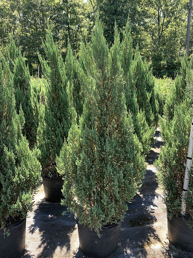 juniperus-chinensis-blue-point-topiary-cone-chinese-juniper
