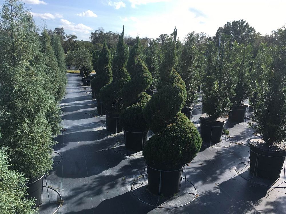 juniperus-chinensis-blue-point-topiary-spiral-chinese-juniper