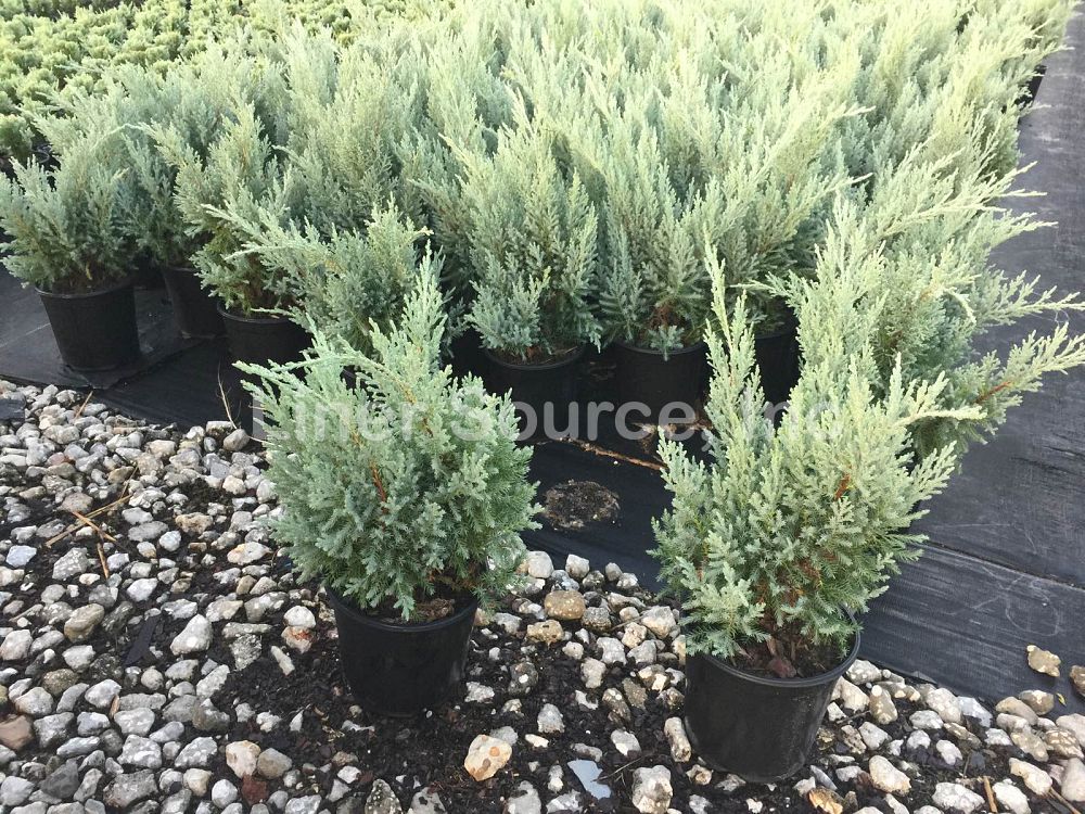 juniperus-chinensis-blue-vase-chinese-juniper