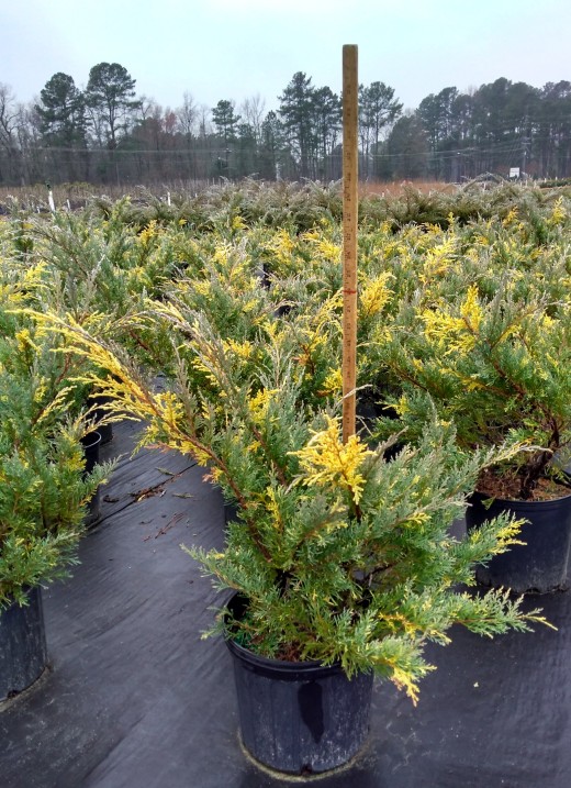 juniperus-chinensis-buttermint-blue-chinese-juniper