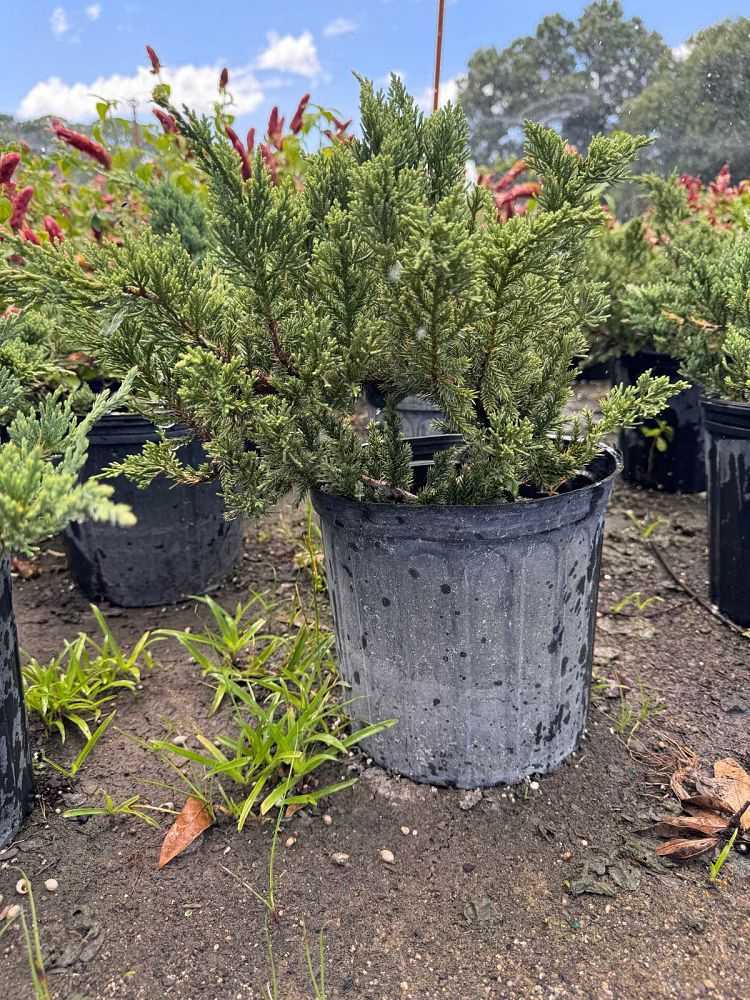 juniperus-chinensis-chinese-juniper