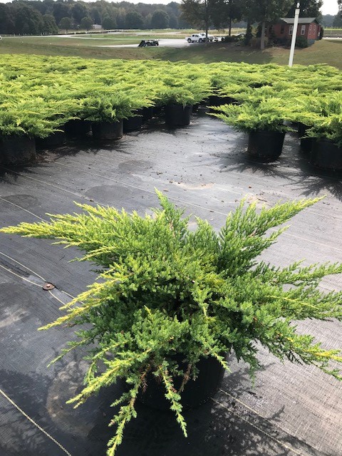 juniperus-chinensis-daub-s-frosted-chinese-juniper