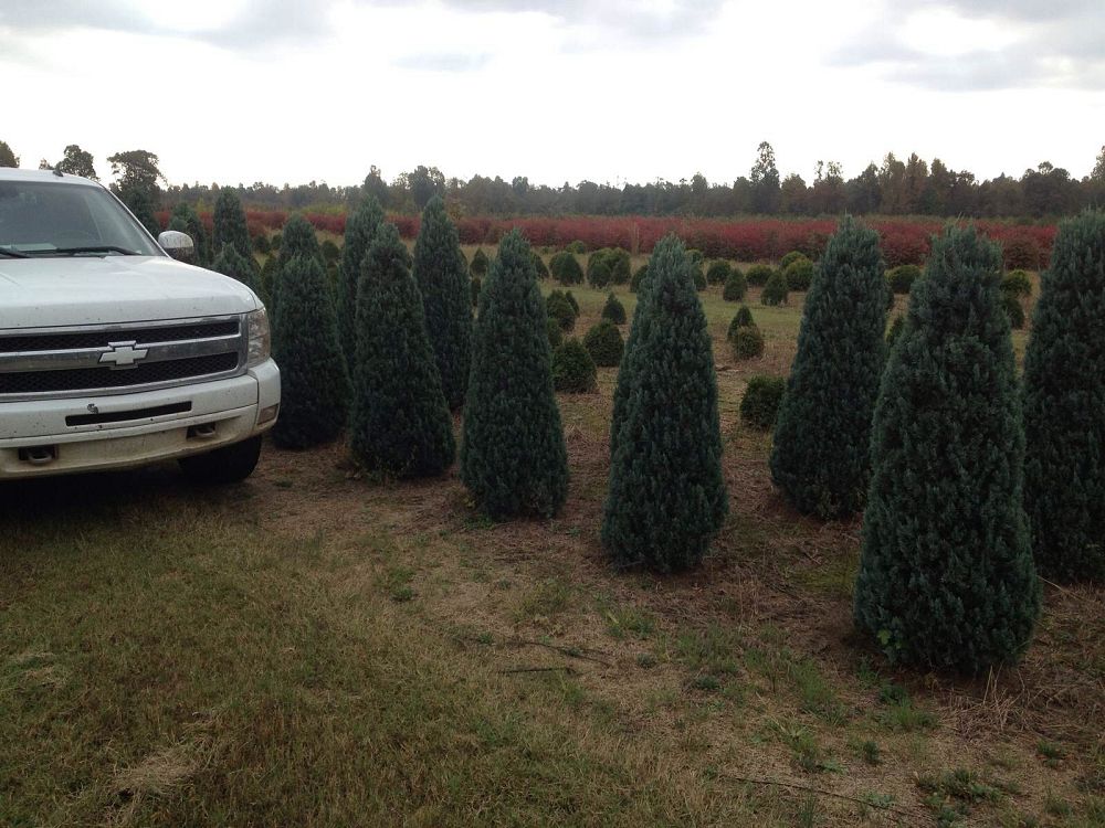 juniperus-chinensis-glauca-chinese-juniper