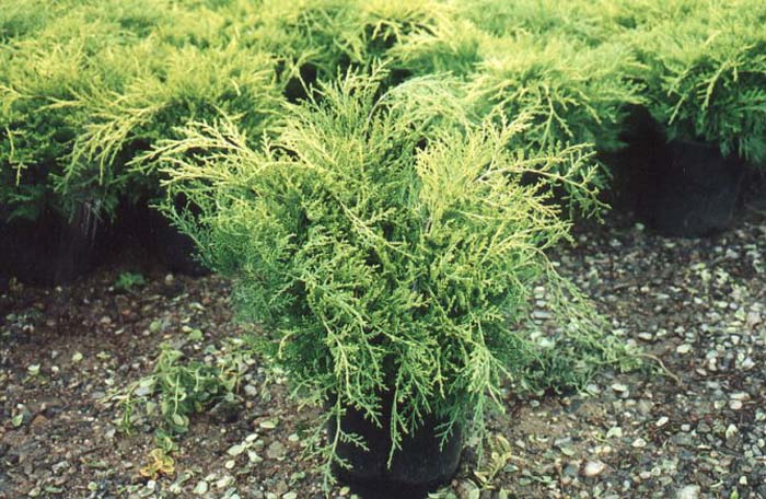 juniperus-chinensis-gold-coast-chinese-juniper