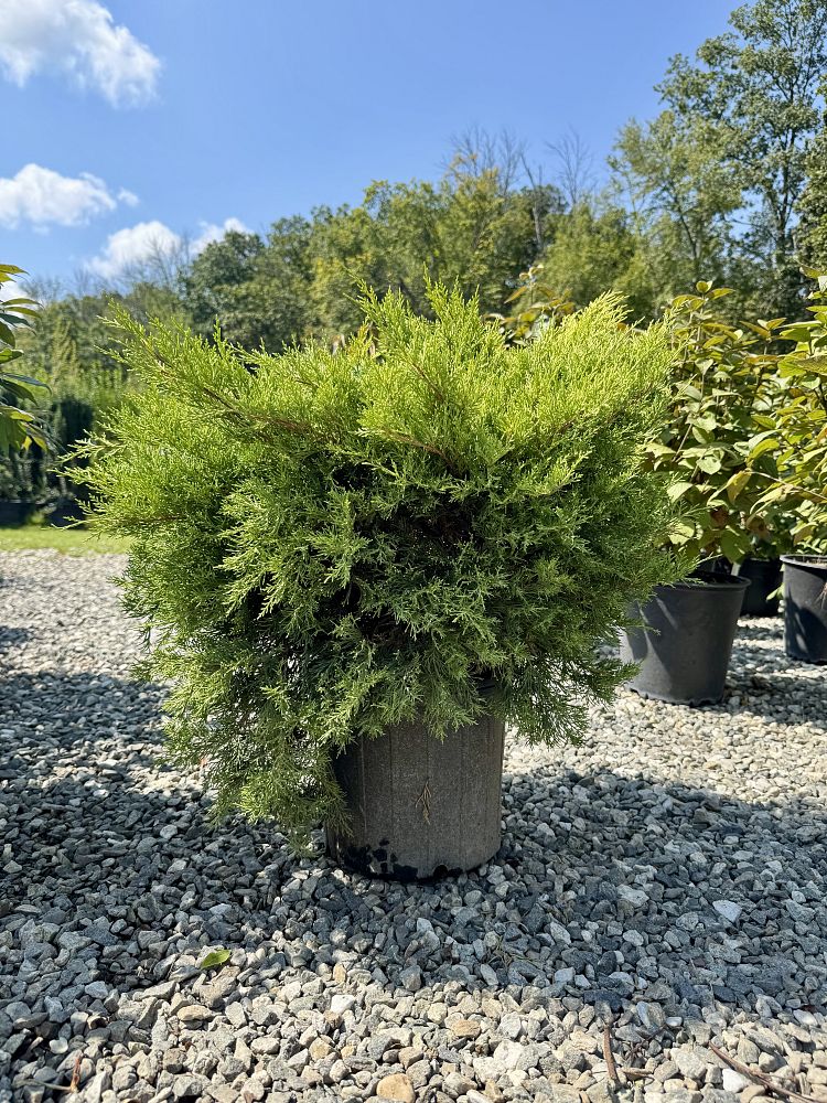 juniperus-chinensis-gold-coast-chinese-juniper