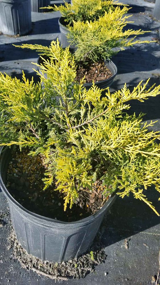 juniperus-chinensis-gold-tip-chinese-juniper