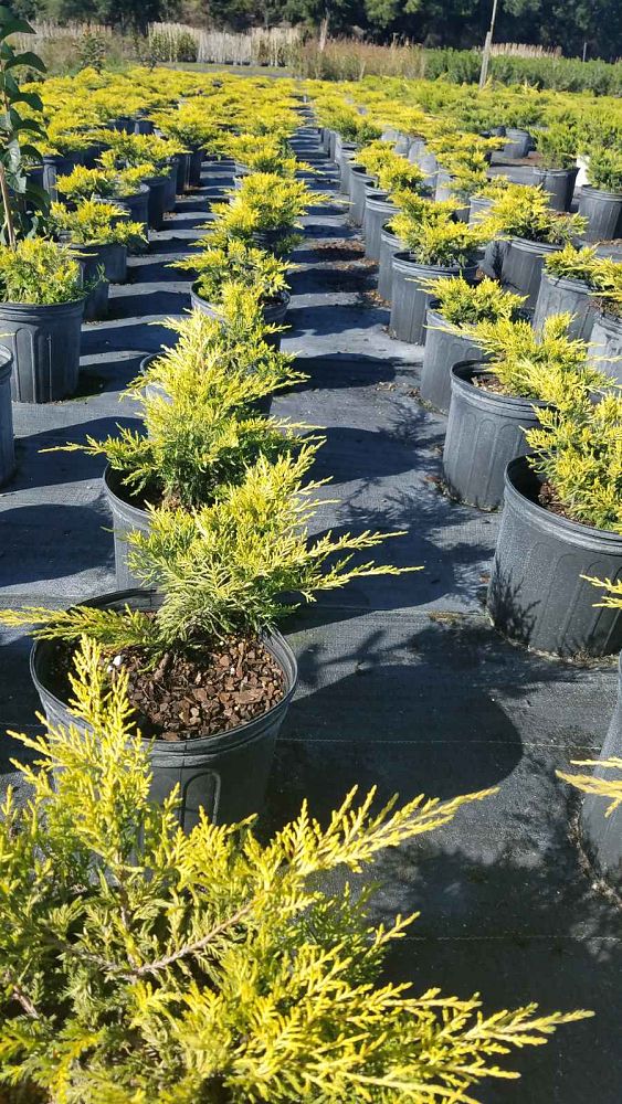 juniperus-chinensis-gold-tip-chinese-juniper