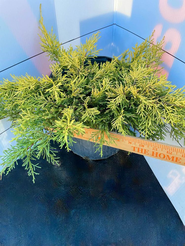 juniperus-chinensis-gold-tip-chinese-juniper