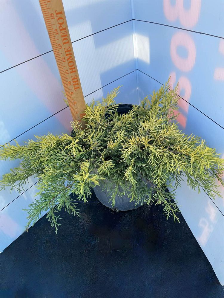 juniperus-chinensis-gold-tip-chinese-juniper