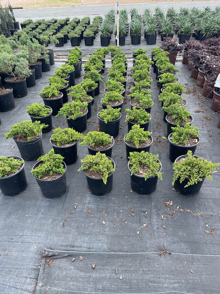 juniperus-chinensis-green-mound-chinese-juniper