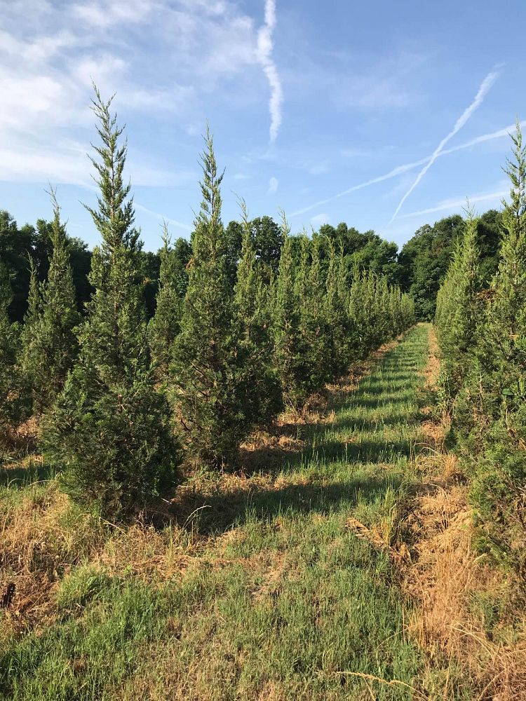 juniperus-chinensis-hetzii-chinese-juniper