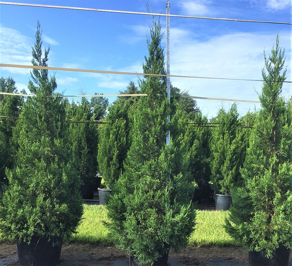 можжевельник бартон