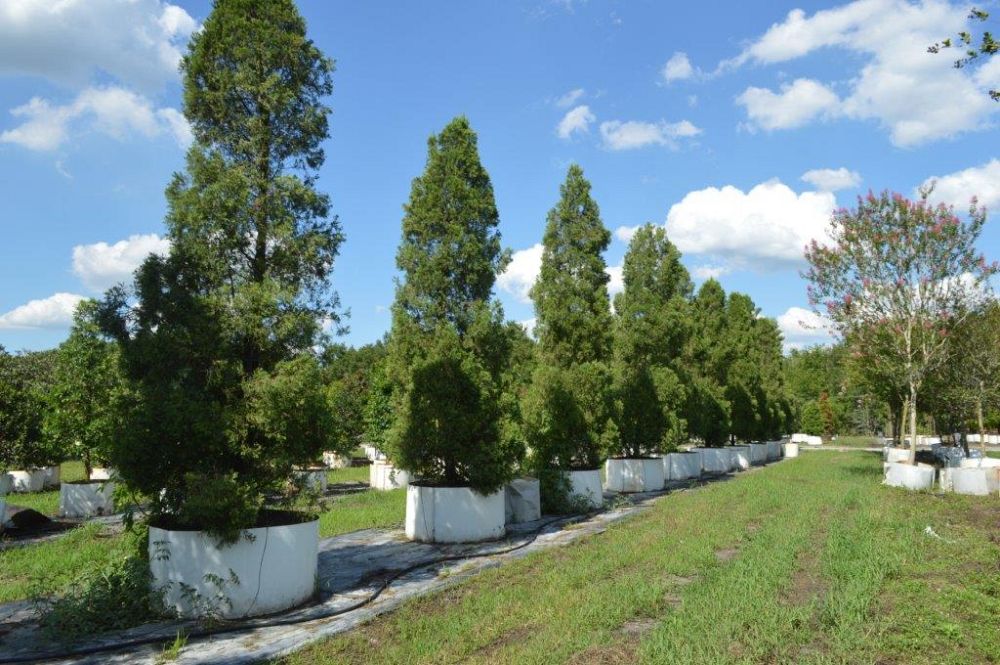 juniperus-chinensis-hetzii-columnaris-chinese-juniper