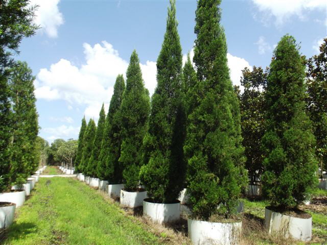 juniperus-chinensis-hetzii-columnaris-chinese-juniper