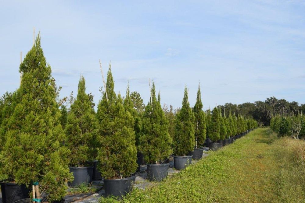 juniperus-chinensis-hetzii-columnaris-chinese-juniper