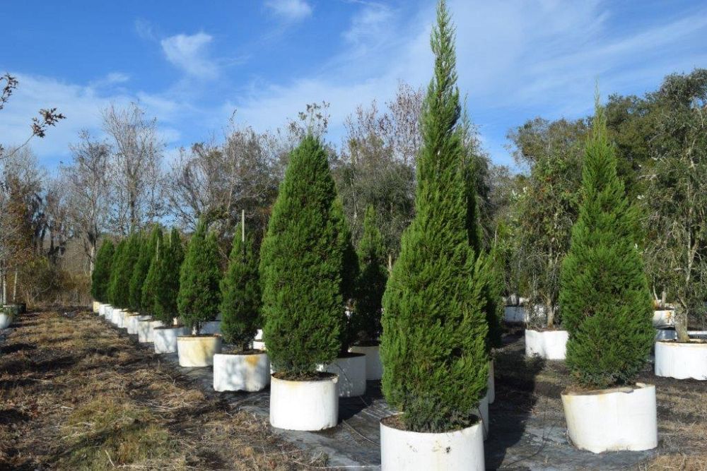 juniperus-chinensis-hetzii-columnaris-chinese-juniper