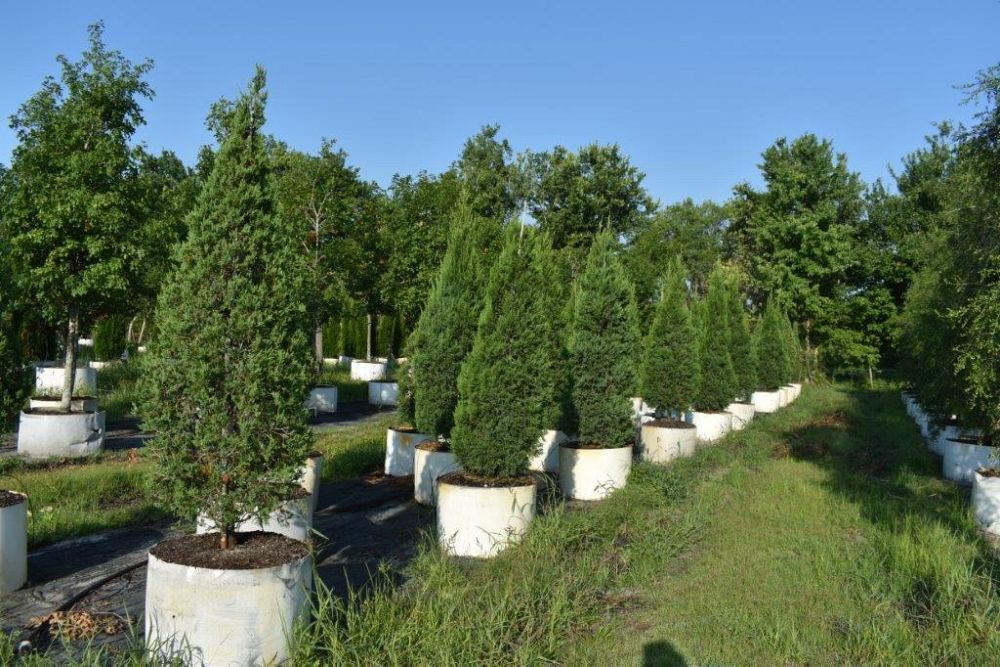 juniperus-chinensis-hetzii-columnaris-chinese-juniper