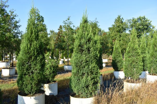 juniperus-chinensis-hetzii-columnaris-chinese-juniper