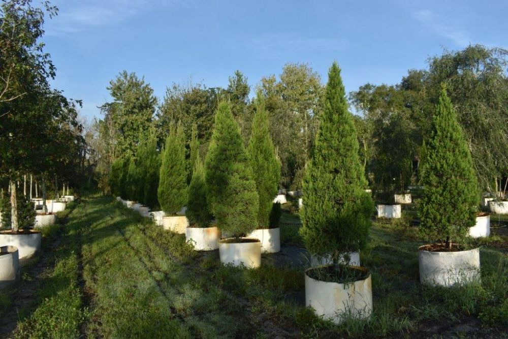juniperus-chinensis-hetzii-columnaris-chinese-juniper