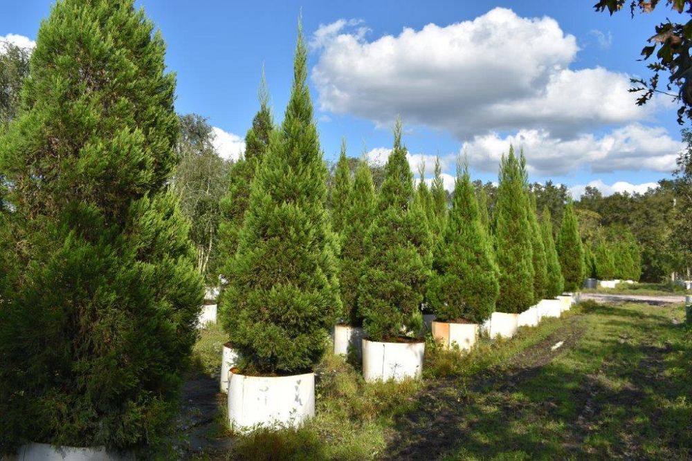 juniperus-chinensis-hetzii-columnaris-chinese-juniper