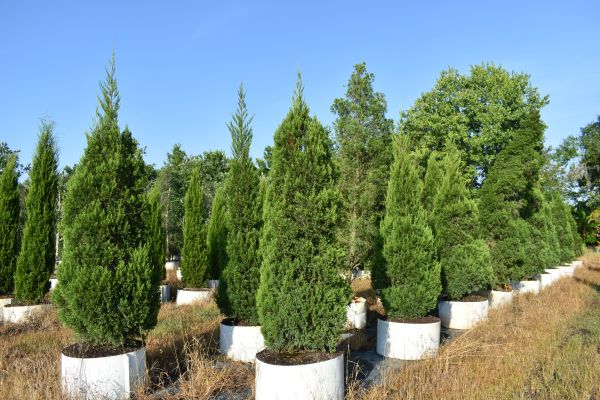 juniperus-chinensis-hetzii-columnaris-chinese-juniper