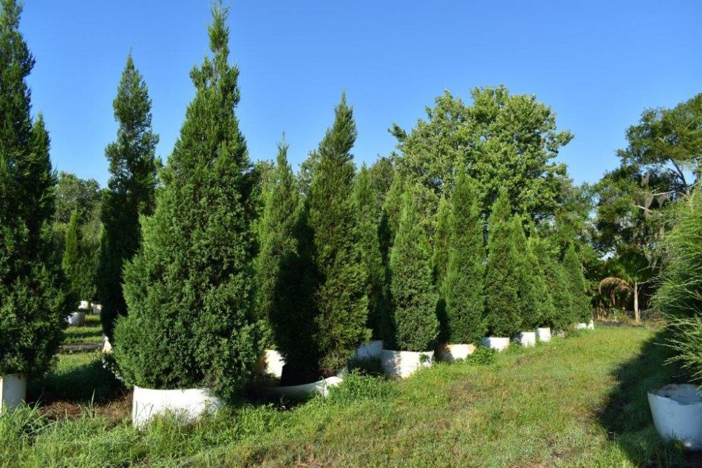 juniperus-chinensis-hetzii-columnaris-chinese-juniper