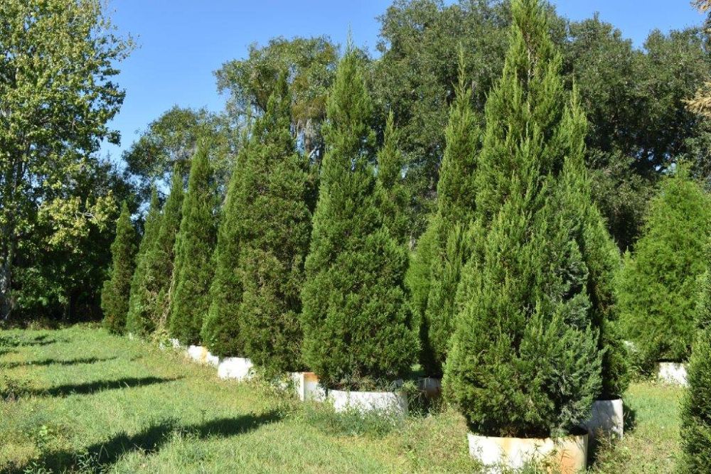 juniperus-chinensis-hetzii-columnaris-chinese-juniper