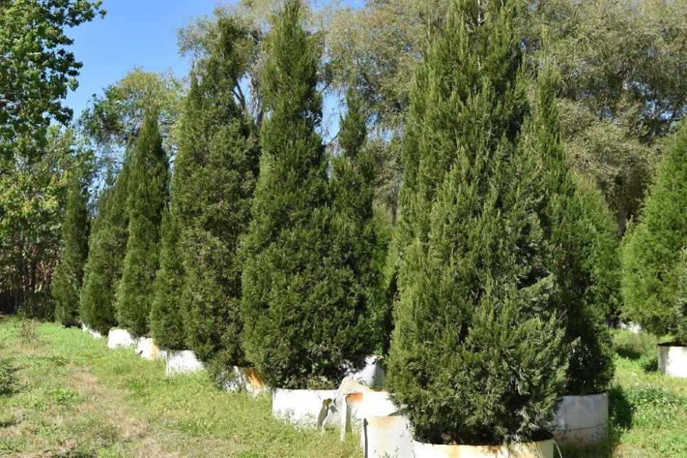 juniperus-chinensis-hetzii-columnaris-chinese-juniper