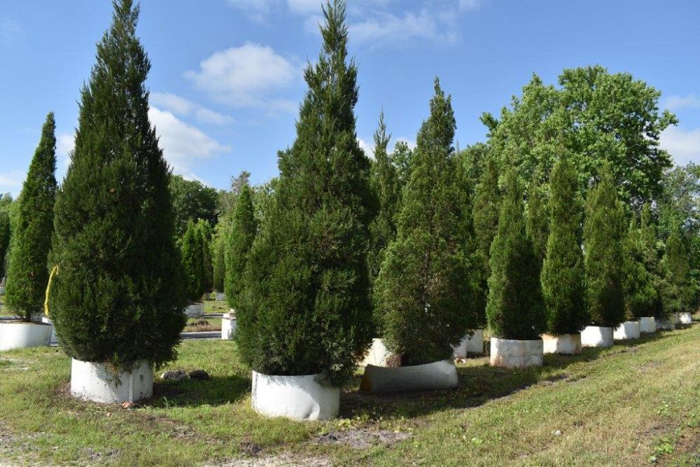 juniperus-chinensis-hetzii-columnaris-chinese-juniper