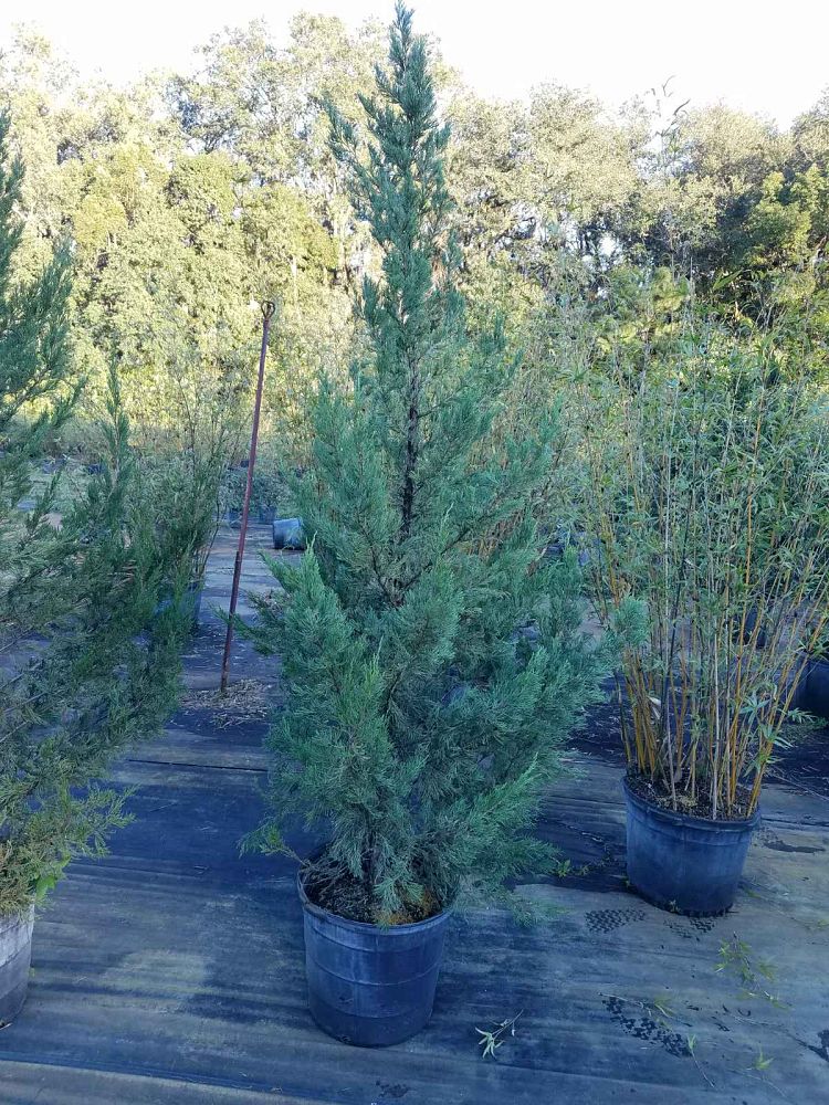 juniperus-chinensis-hetzii-columnaris-chinese-juniper