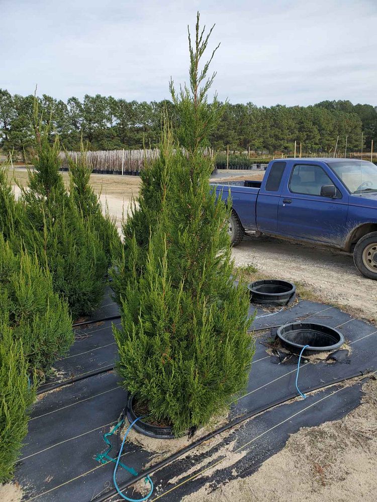 juniperus-chinensis-hetzii-columnaris-chinese-juniper