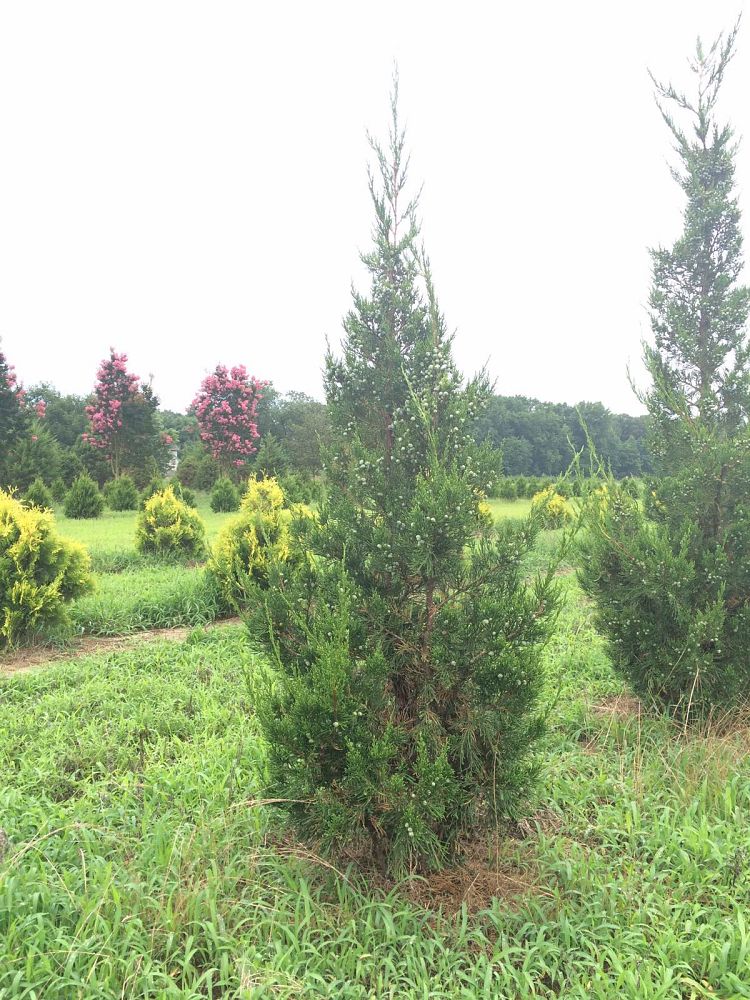 juniperus-chinensis-hetzii-columnaris-chinese-juniper