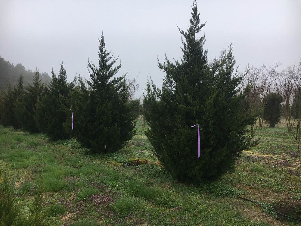 juniperus-chinensis-hetzii-columnaris-chinese-juniper
