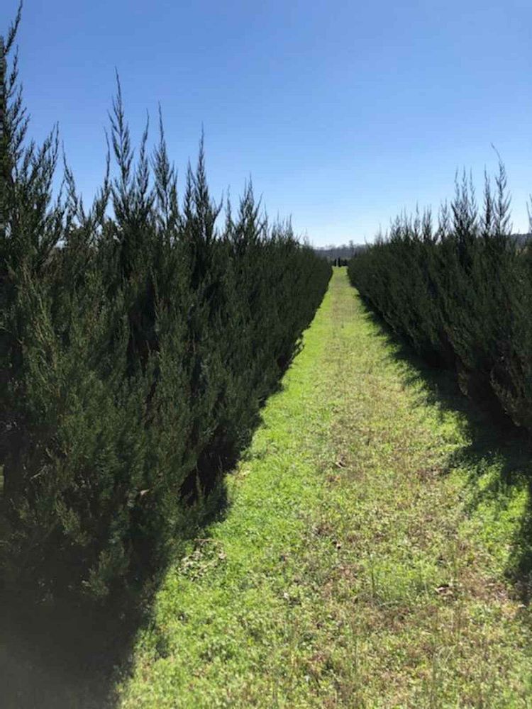 juniperus-chinensis-hetzii-columnaris-chinese-juniper