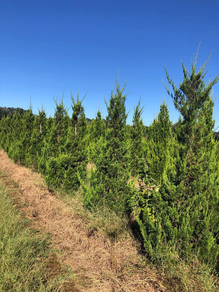 juniperus-chinensis-hetzii-columnaris-chinese-juniper