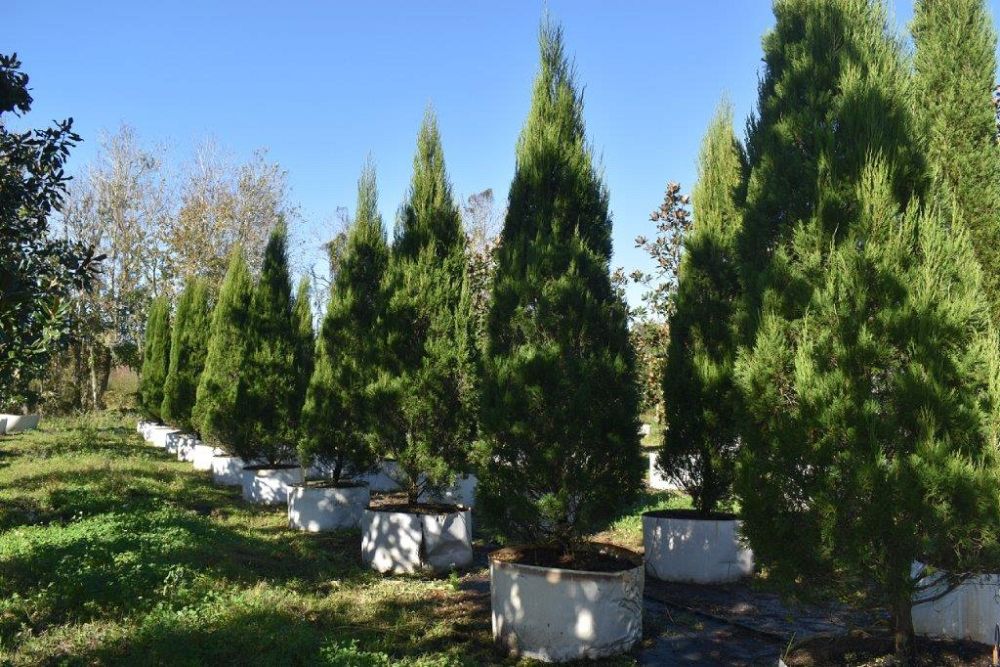 juniperus-chinensis-hetzii-columnaris-chinese-juniper