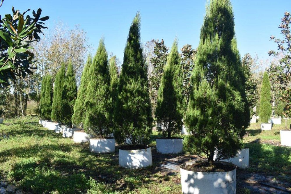 juniperus-chinensis-hetzii-columnaris-chinese-juniper