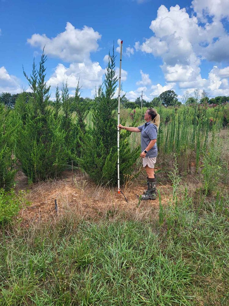juniperus-chinensis-hetzii-columnaris-chinese-juniper