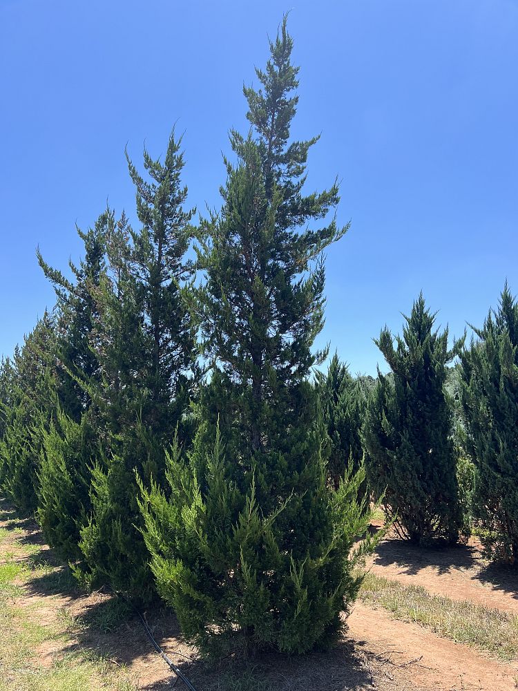 juniperus-chinensis-hetzii-columnaris-chinese-juniper