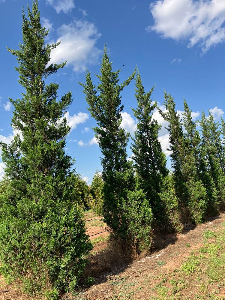 juniperus-chinensis-hetzii-columnaris-chinese-juniper