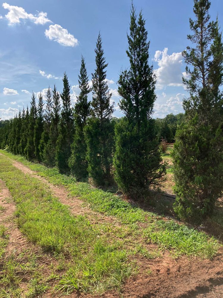 juniperus-chinensis-hetzii-columnaris-chinese-juniper