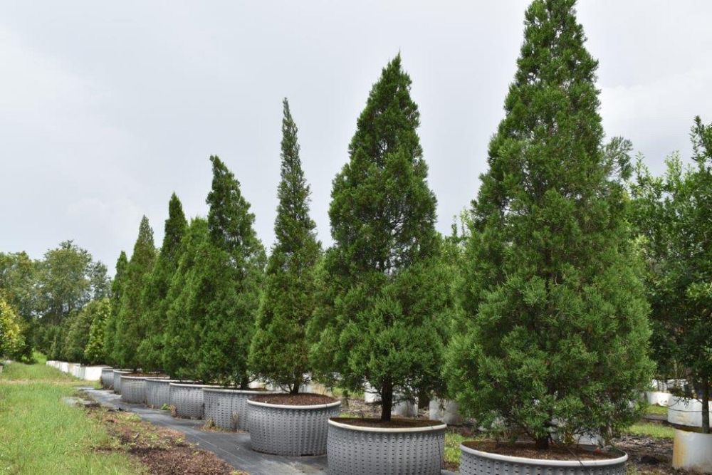 juniperus-chinensis-hetzii-columnaris-chinese-juniper
