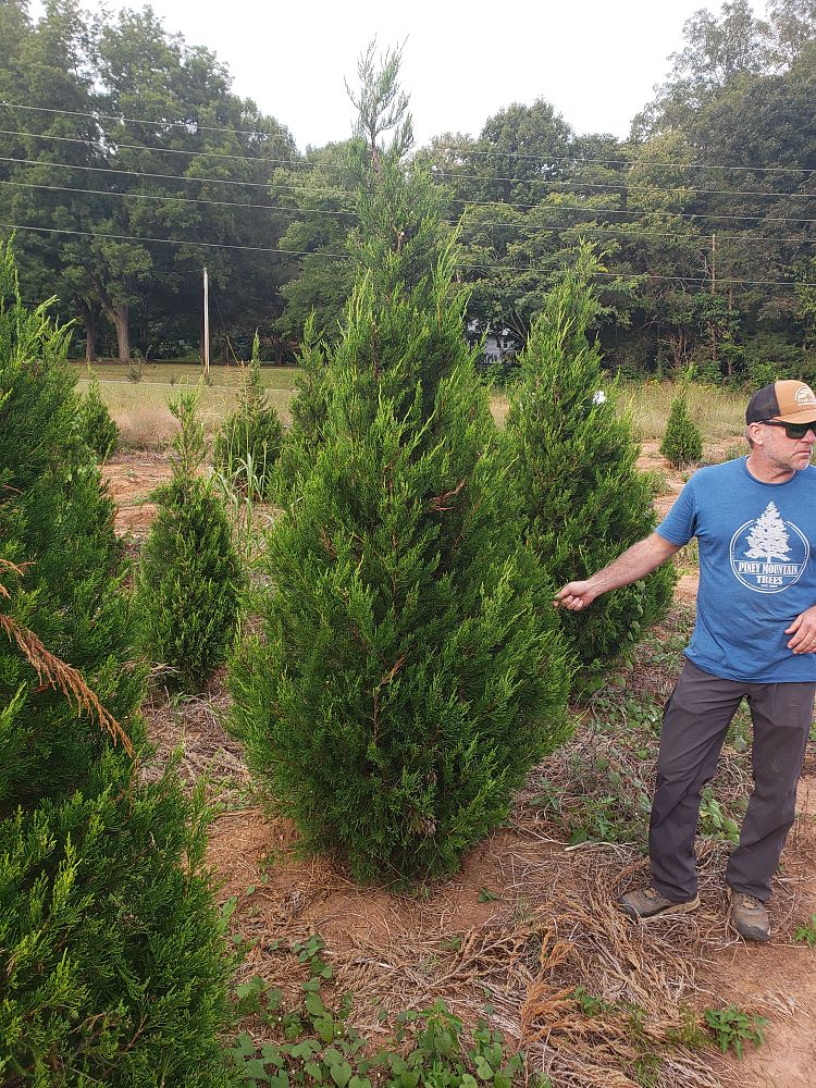 juniperus-chinensis-hetzii-columnaris-chinese-juniper