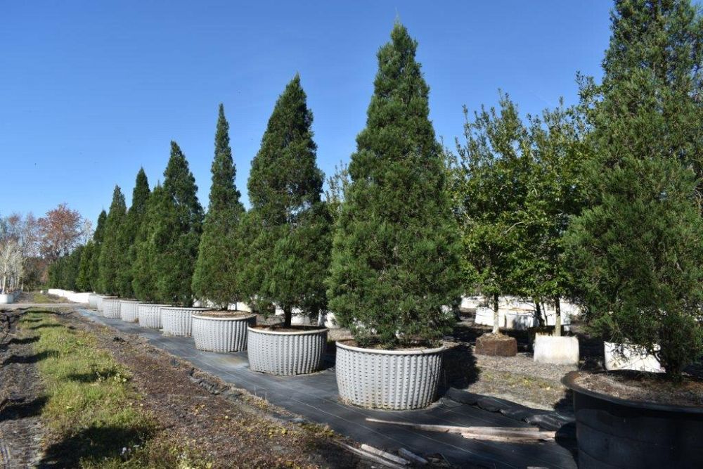 juniperus-chinensis-hetzii-columnaris-chinese-juniper