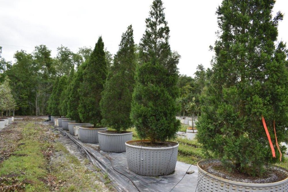 juniperus-chinensis-hetzii-columnaris-chinese-juniper
