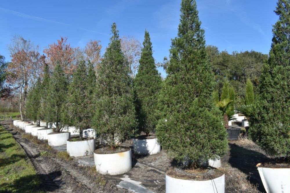juniperus-chinensis-hetzii-columnaris-chinese-juniper
